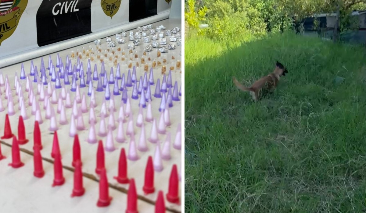 Com a ajuda de cão farejador, polícia acha 318 porções de drogas escondidas em matagal e prende 2 suspeitos em Santa Bárbara d'Oeste