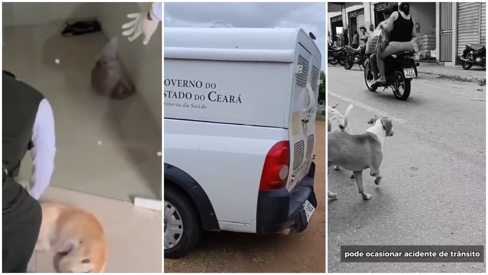 Vídeo da Prefeitura de Umirim sobre recolhimento dos animais foi retirado do ar — Foto: Reprodução