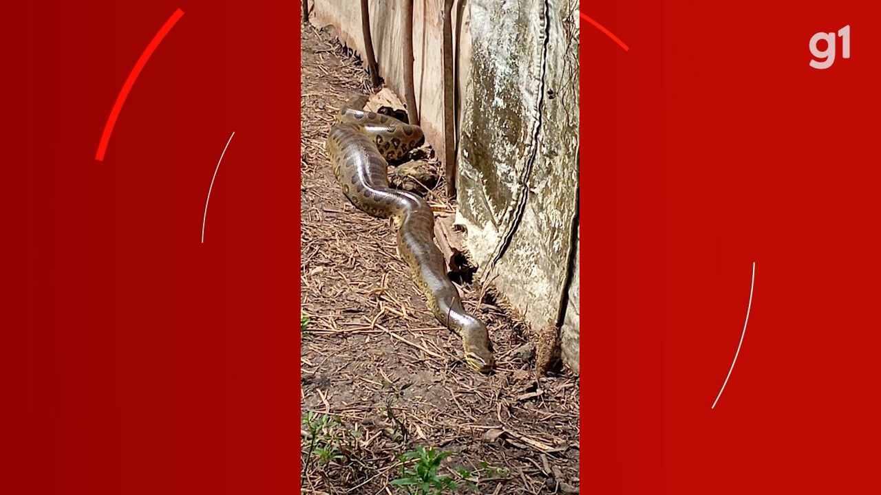 Dona de chácara encontra sucuri de quase três metros perto de galinheiro após ouvir latidos de cachorros; VÍDEO