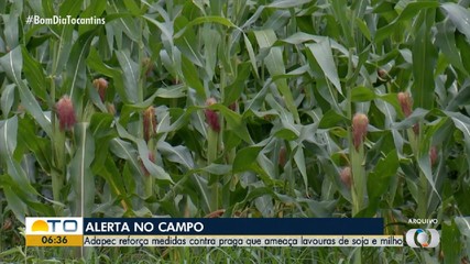 Medidas são reforçadas para impedir praga que ameaça lavouras de soja e milho