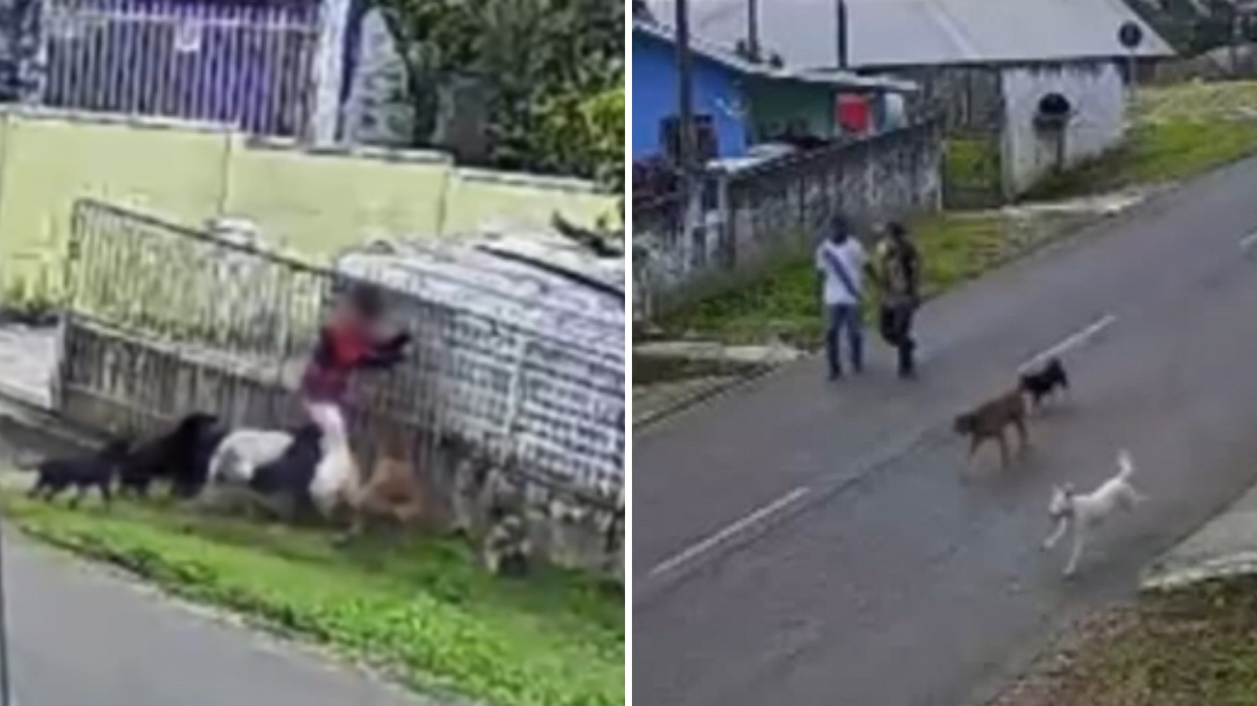 VÍDEO: criança é atacada por nove cachorros na rua de casa no Paraná e adultos observam a cena sem intervir