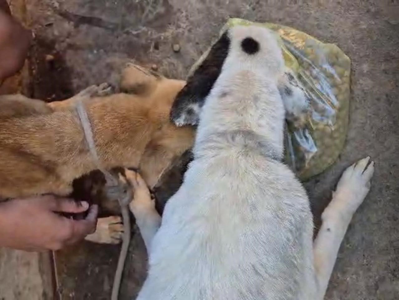 Cachorros são resgatados em estado de extrema magreza e tutora alega 'falta de condições financeiras' em Pirapozinho