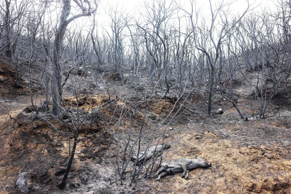 Milhares de animais morreram no incêndio — Foto: BBC