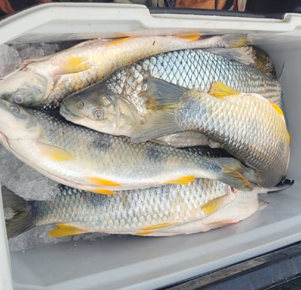 Idoso é multado em R$ 1,4 mil por pesca irregular em Presidente Epitácio (SP) — Foto: Polícia Ambiental