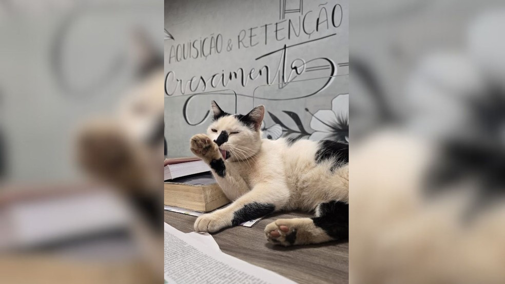 Chegada do gato Pedro à empresa estimulou a criação do 'Pet Day' em São José do Rio Preto (SP) — Foto: Arquivo pessoal