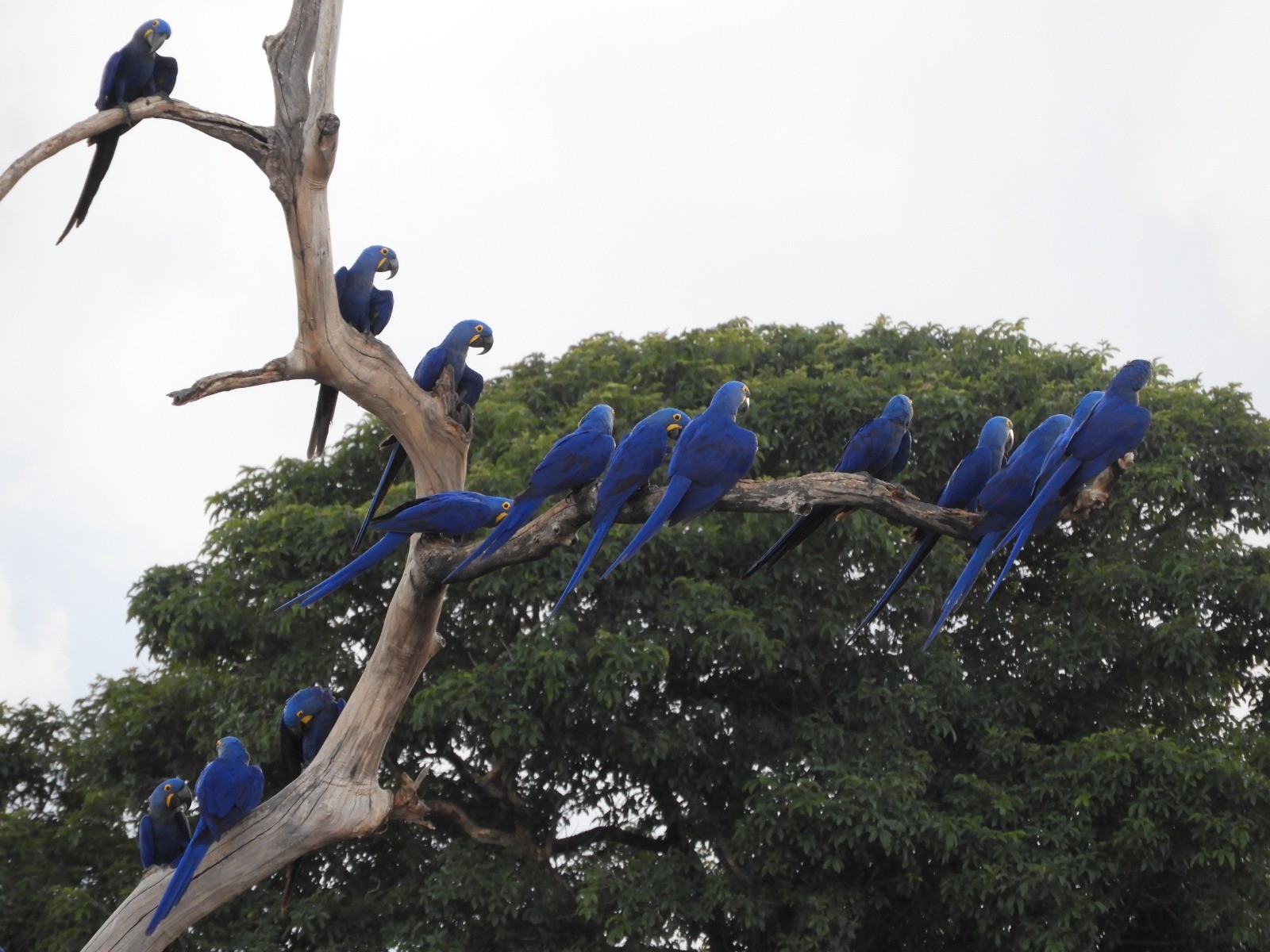 Entenda por que a arara-azul-grande voltou à lista de espécies ameaçadas de extinção