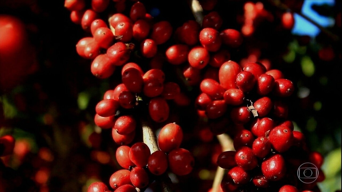 G1 - Máquina reduz custo da colheita do café conilon e robusta em Rondônia  - notícias em 4 Rondonia Rural Show 2015