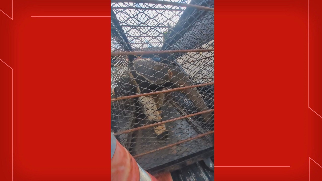Tamanduá é resgatado em condomínio residencial de Sobradinho, no DF