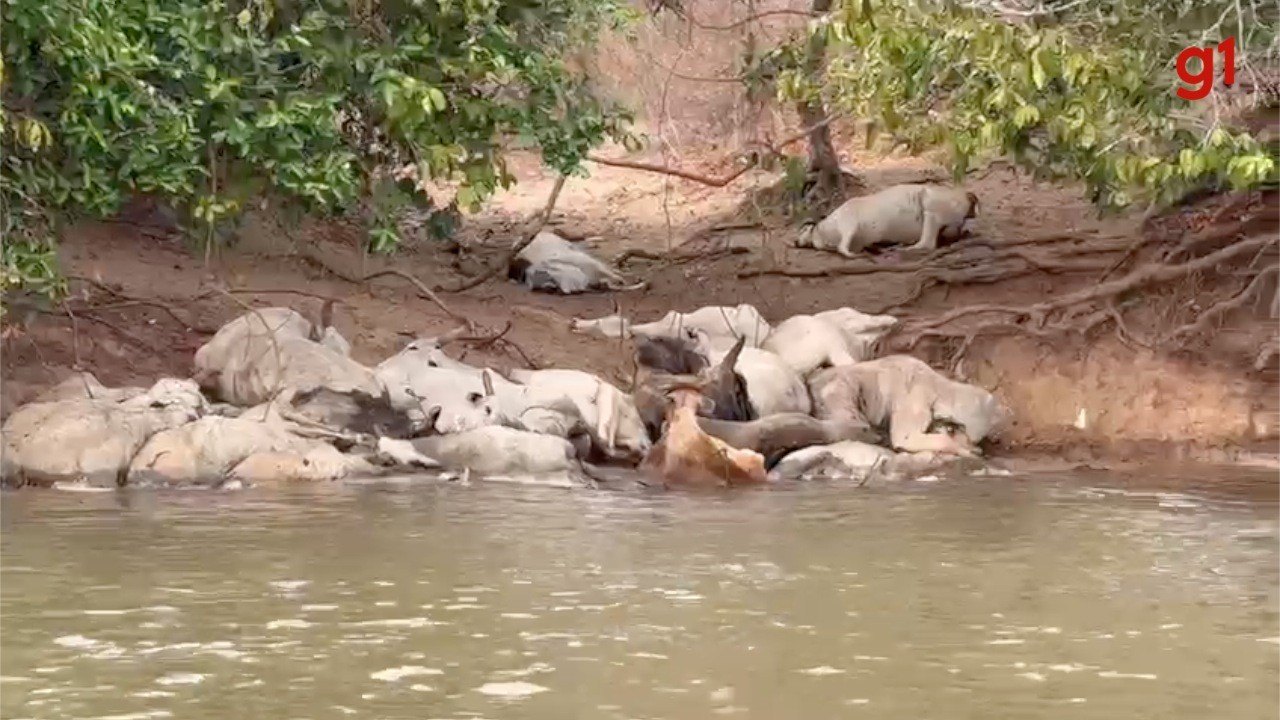 Proprietário rural de MS que deixou 50 cabeças de gado morrerem atoladas no Pantanal ganha liberdade