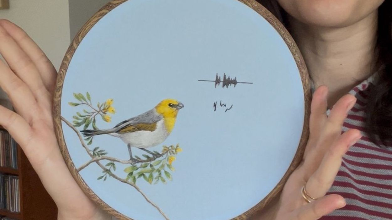 Dos sons da mata para o bastidor: pesquisadora transforma aves brasileiras em bordados científicos