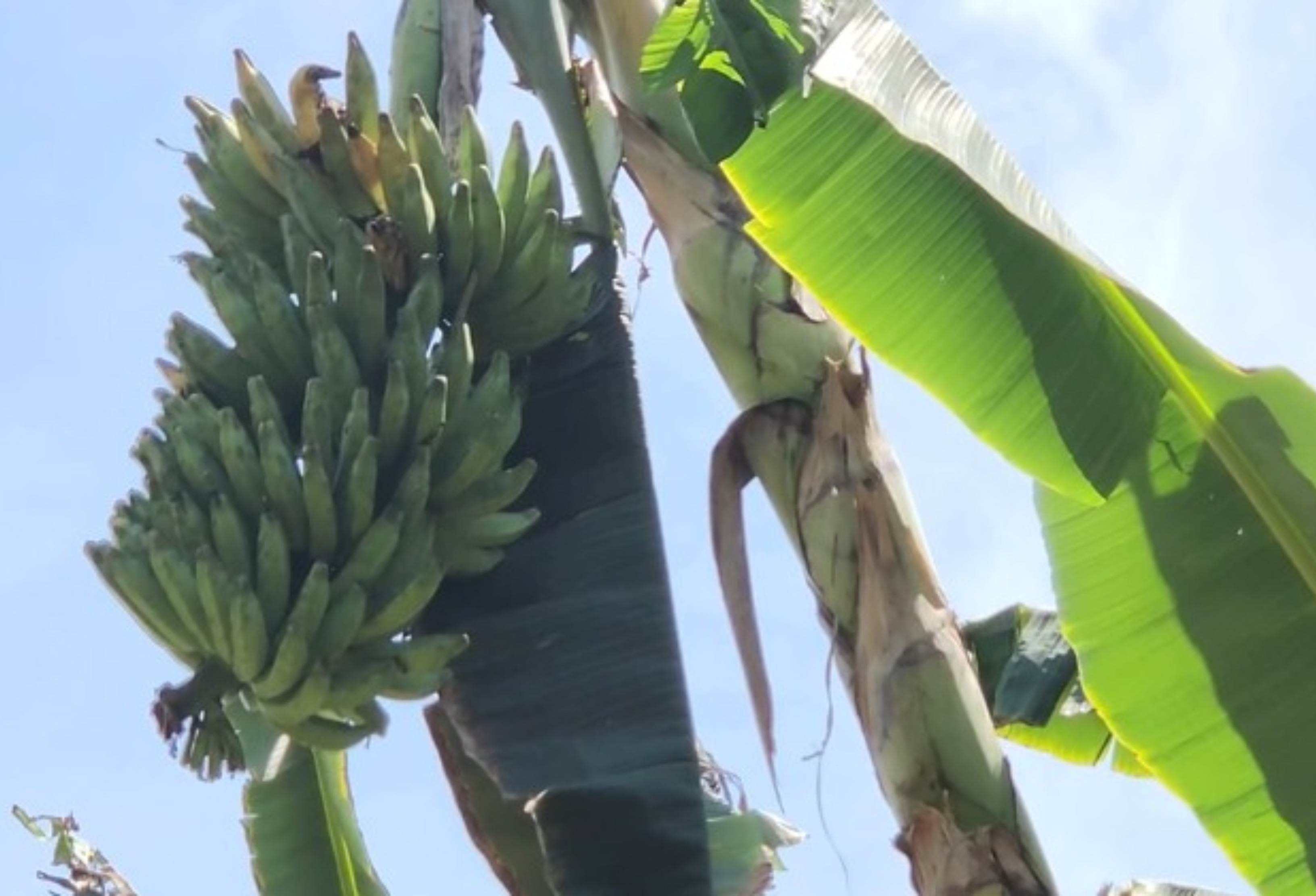 Produtores de Caroebe estão em alerta com doença que atinge bananeiras e não tem tratamento