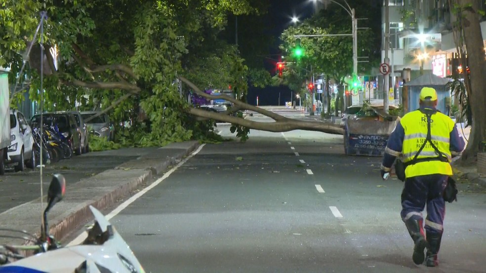 Queda de árvore interditou a Avenida Prado Júnior — Foto: Reprodução/ TV Globo