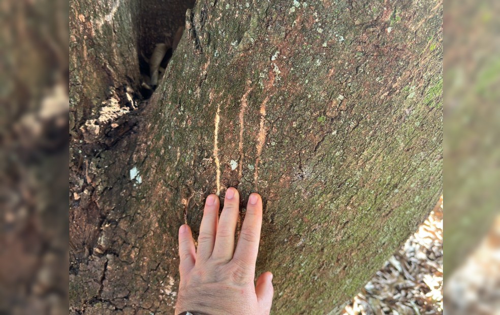 As marcas de garra em vários troncos de árvores também colaboram com as explicações de como pode ter sido o ataque — Foto: Arquivo pessoal