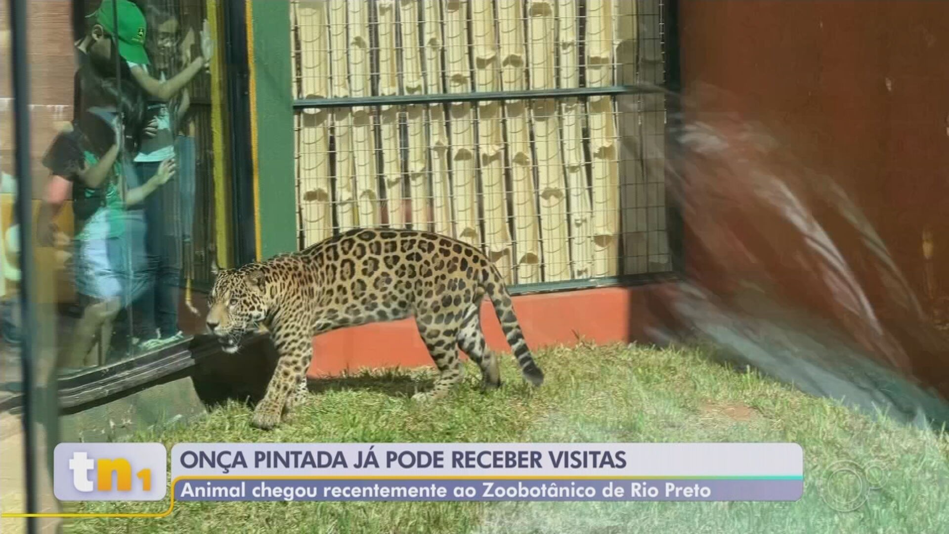 Onça-pintada resgatada na Amazônia já pode ser visitada no Zoobotânico de Rio Preto