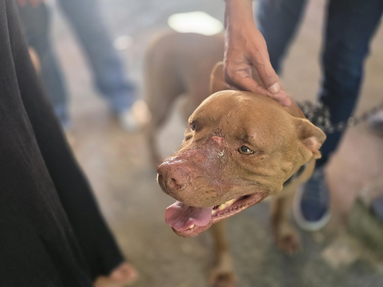 Pitbull é resgatado após atacar jovem dentro de casa na Zona Oeste do Rio