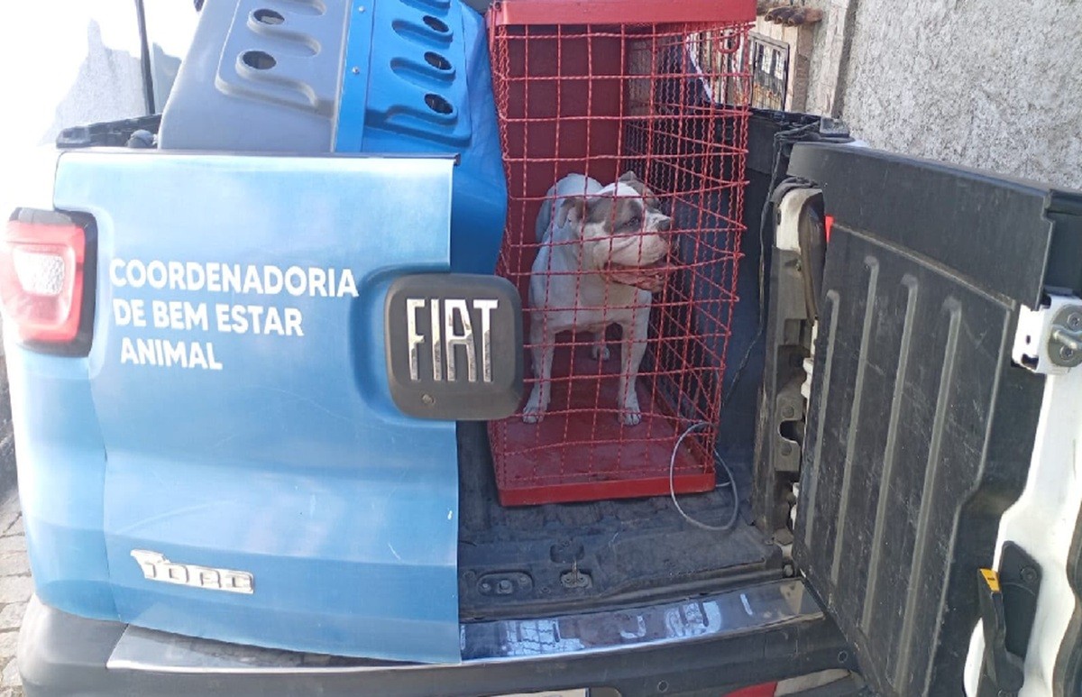 Cão é resgatado após família denunciar comportamento agressivo em Petrópolis
