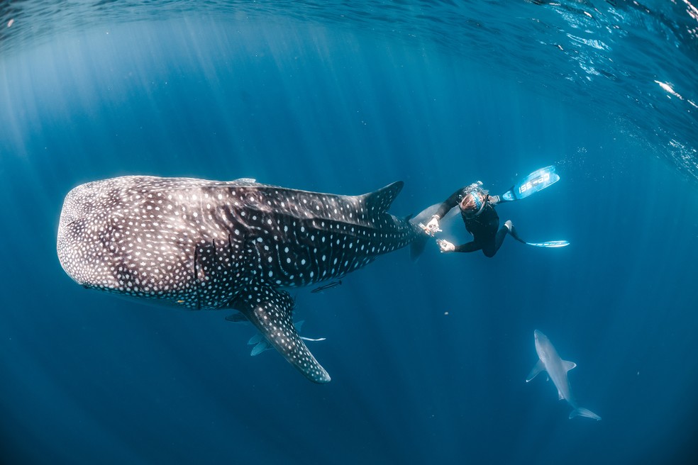 Biólogo coleta amostra da pele de um tubarão-baleia de 12 metros na costa da Austrália. — Foto: Rob Harcourt/Nature