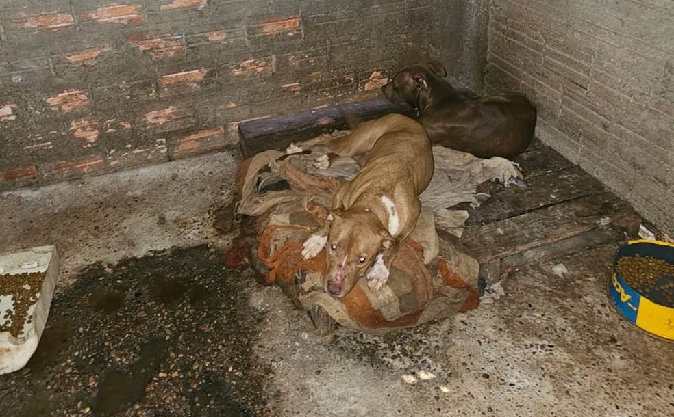 Cachorros foram encontrados em situação de maus-tratos em Botucatu (SP). — Foto: SSP/Reprodução