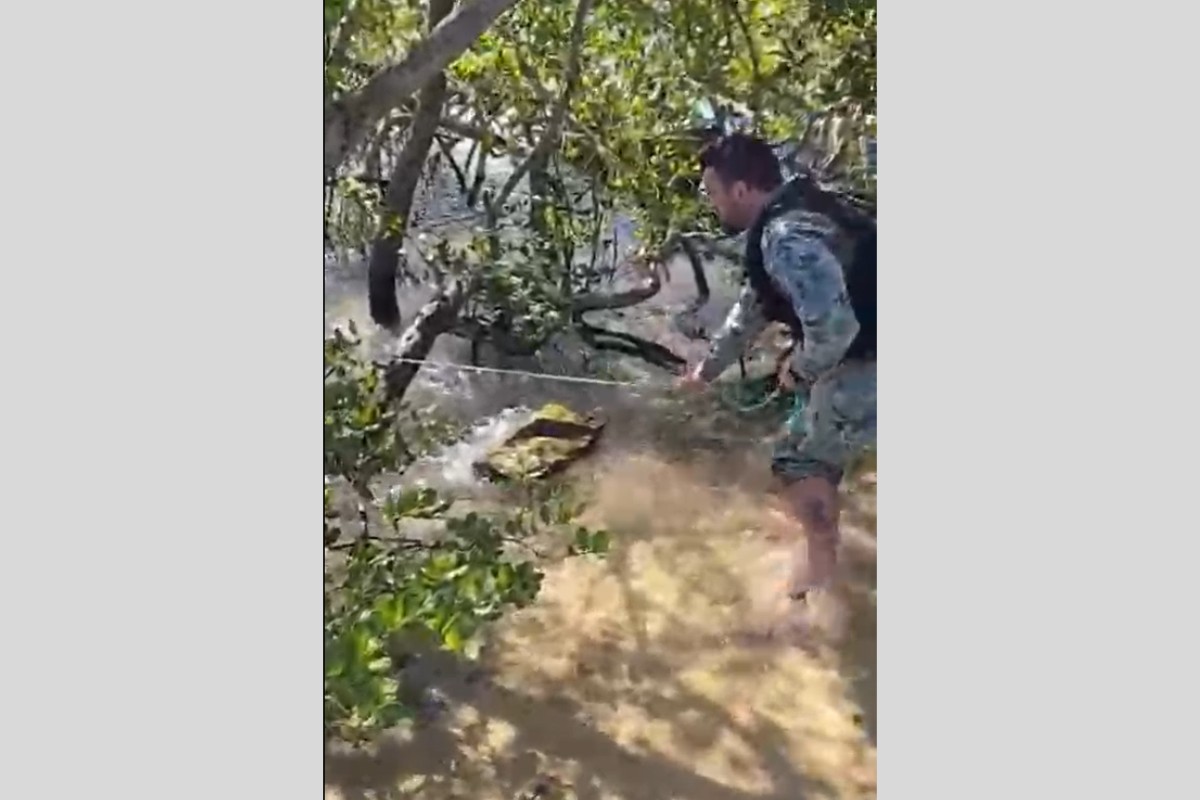 Jacaré é resgatado em área de banhistas na Ilha do Japonês, em Cabo Frio