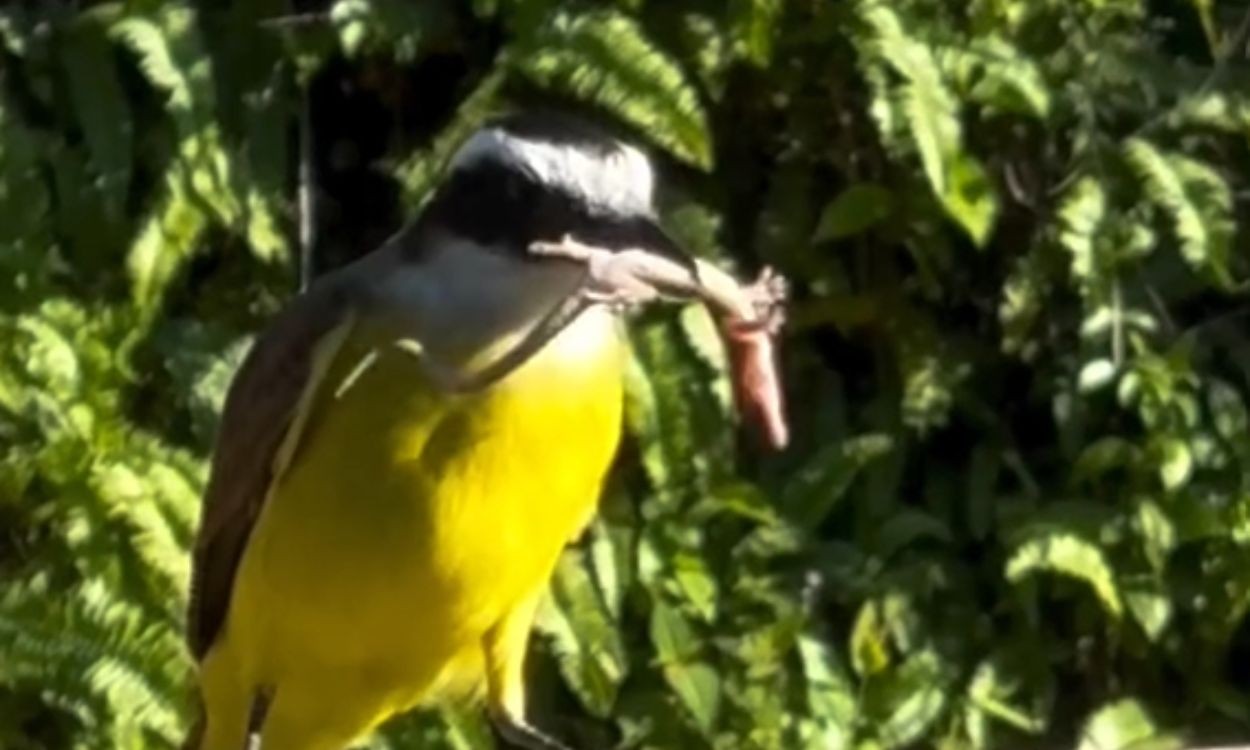 Vídeo mostra bem-te-vi comendo lagartixa inteira em Magé, no RJ