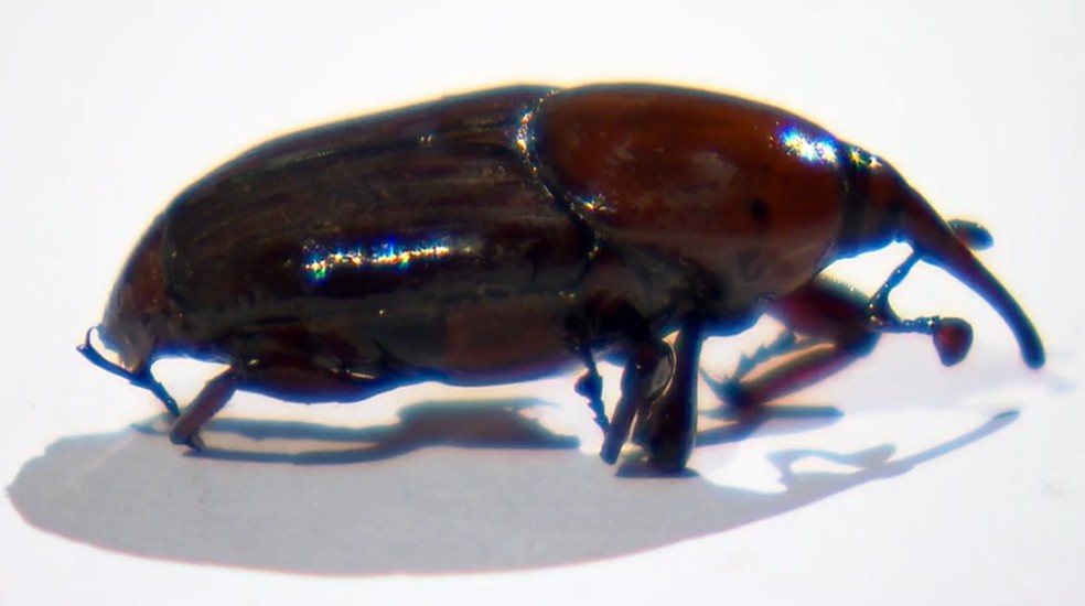 O bicudo-vermelho é um besouro de cerca de 5 centímetros, de coloração avermelhada com manchas escuras. — Foto: Reprodução
