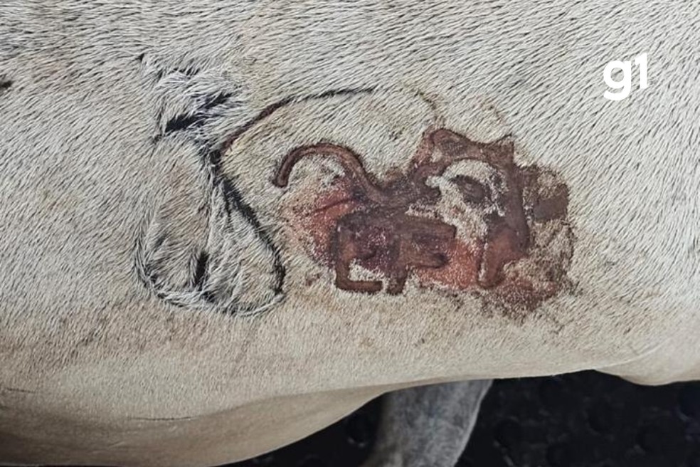 Animais estavam com marcas sobrepostas e sinais aparentes de alteração na identificação — Foto: Polícia Civil