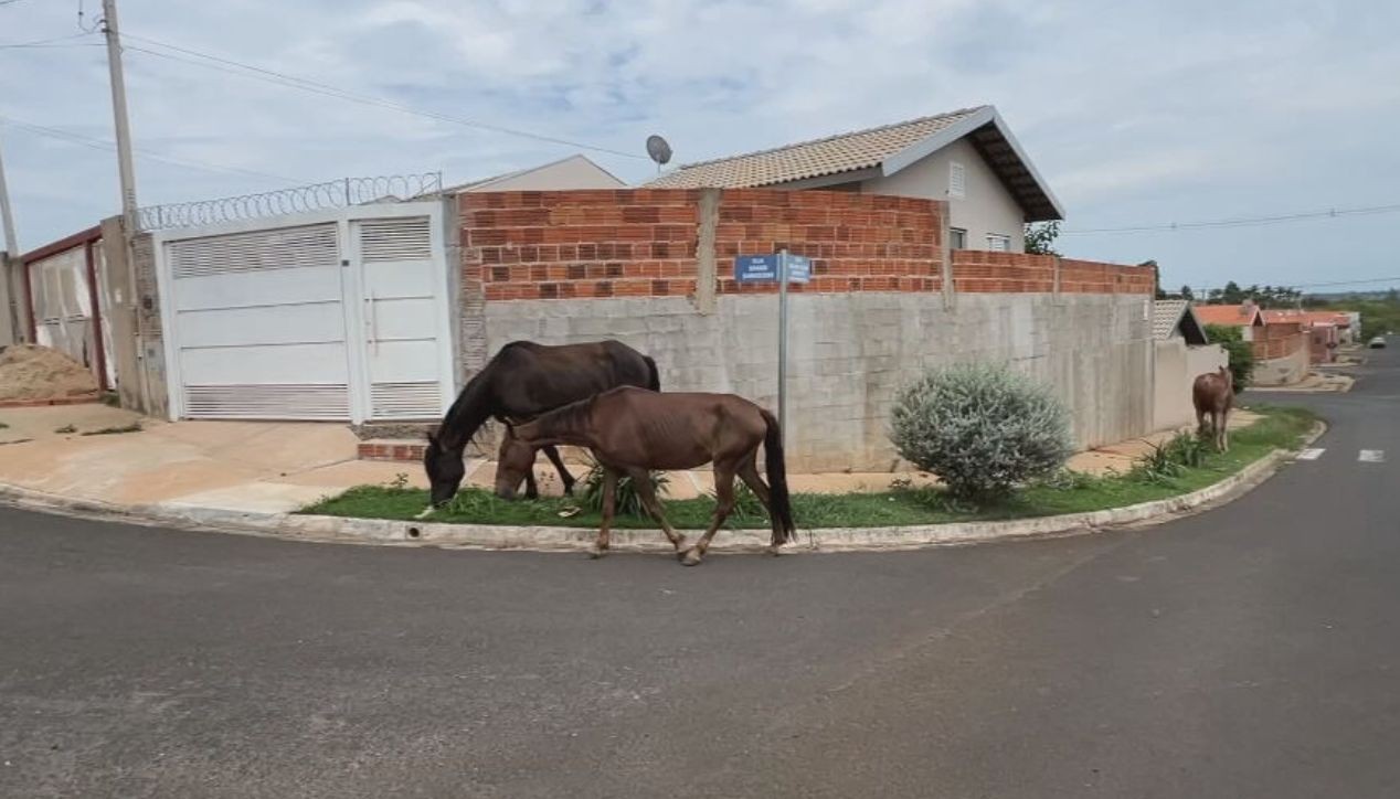 Quase 150 animais de grande porte são resgatados nas ruas de Marília em 9 meses