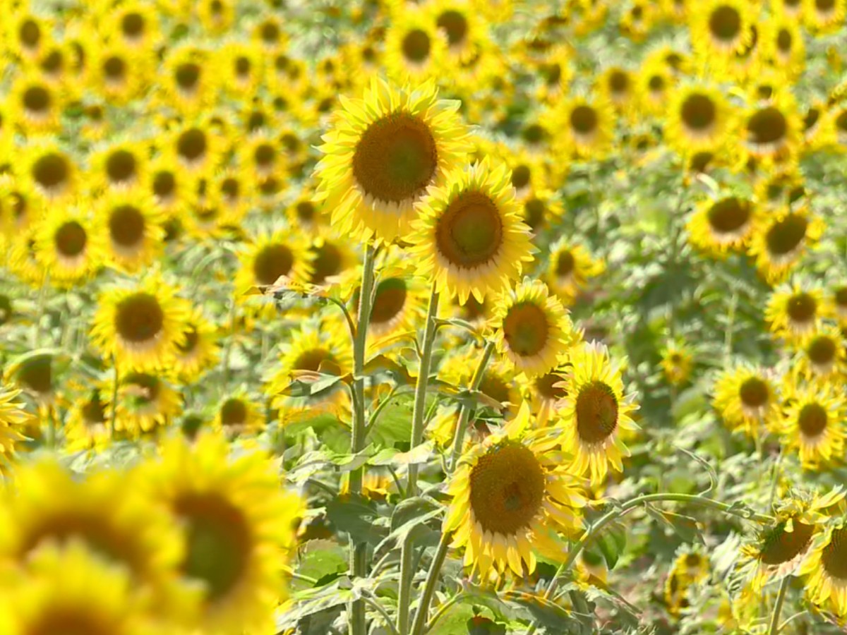 'Cura para a alma': campo de girassóis transforma a paisagem e encanta ciclistas no interior de SP