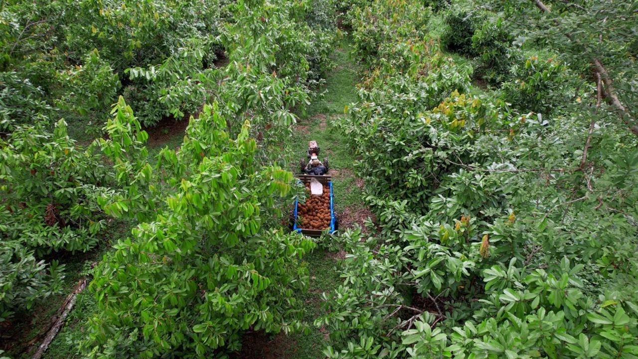 Como a floresta em pé virou fonte de renda para produtores em Rondônia