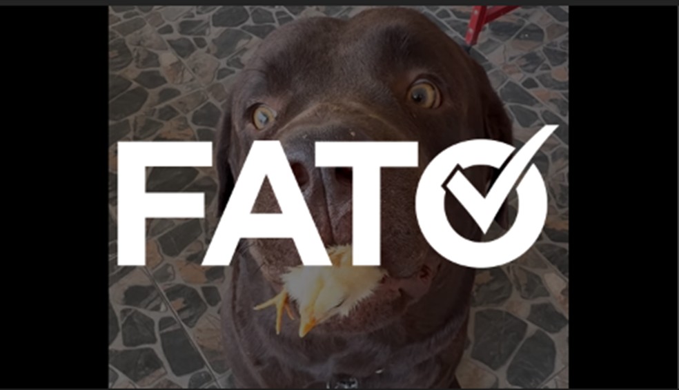 Imagem com cachorro "escondendo" um pintinho na boca é real e pertence a perfil tailandês no Instagram | Foto: g1