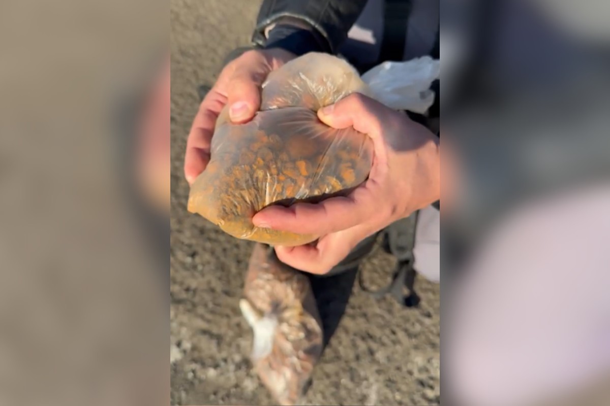 'Ouro bovino': entenda por que pedra da vesícula do boi vale até R$ 300 mil o quilo