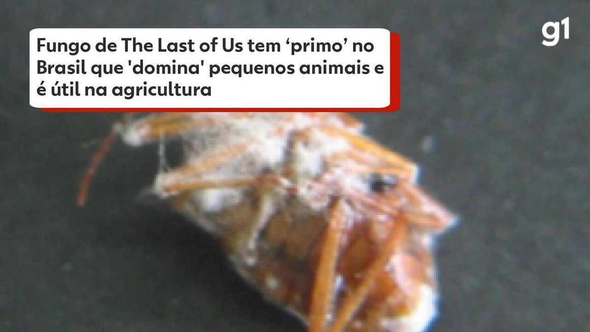 Os fungos de The Last of Us existem mesmo e os especialistas avisam: Não  estamos preparados para lidar com uma pandemia fúngica - CNN Portugal