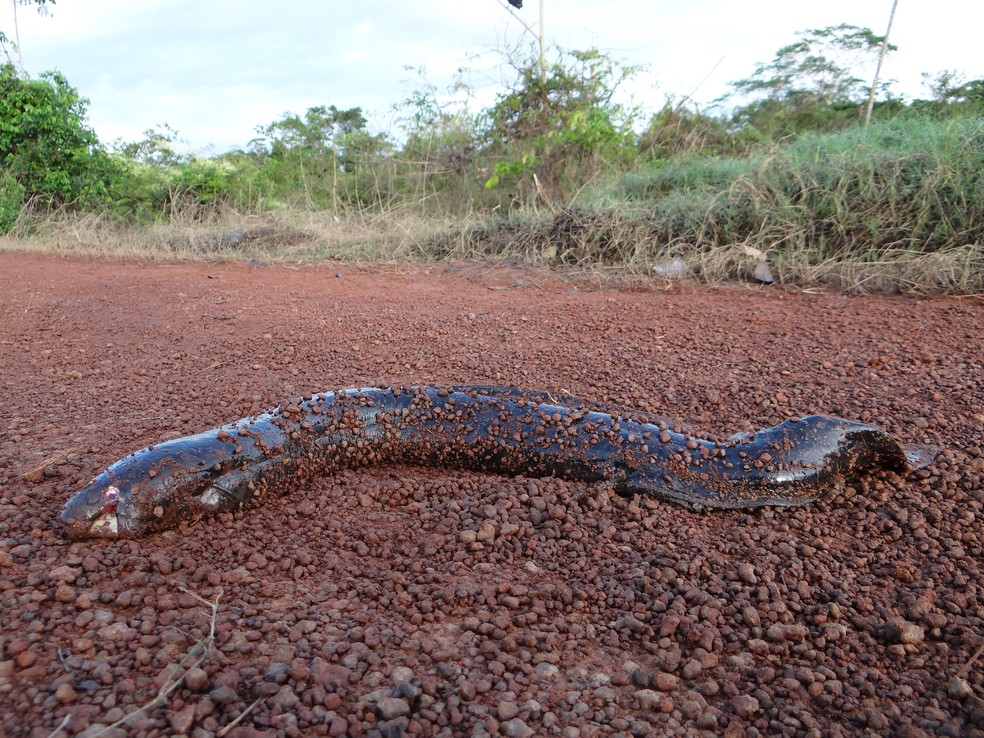 Piramboias conseguem permanecer por mais de meses fora da gua  Foto: Vincent A. Vos/iNaturalist