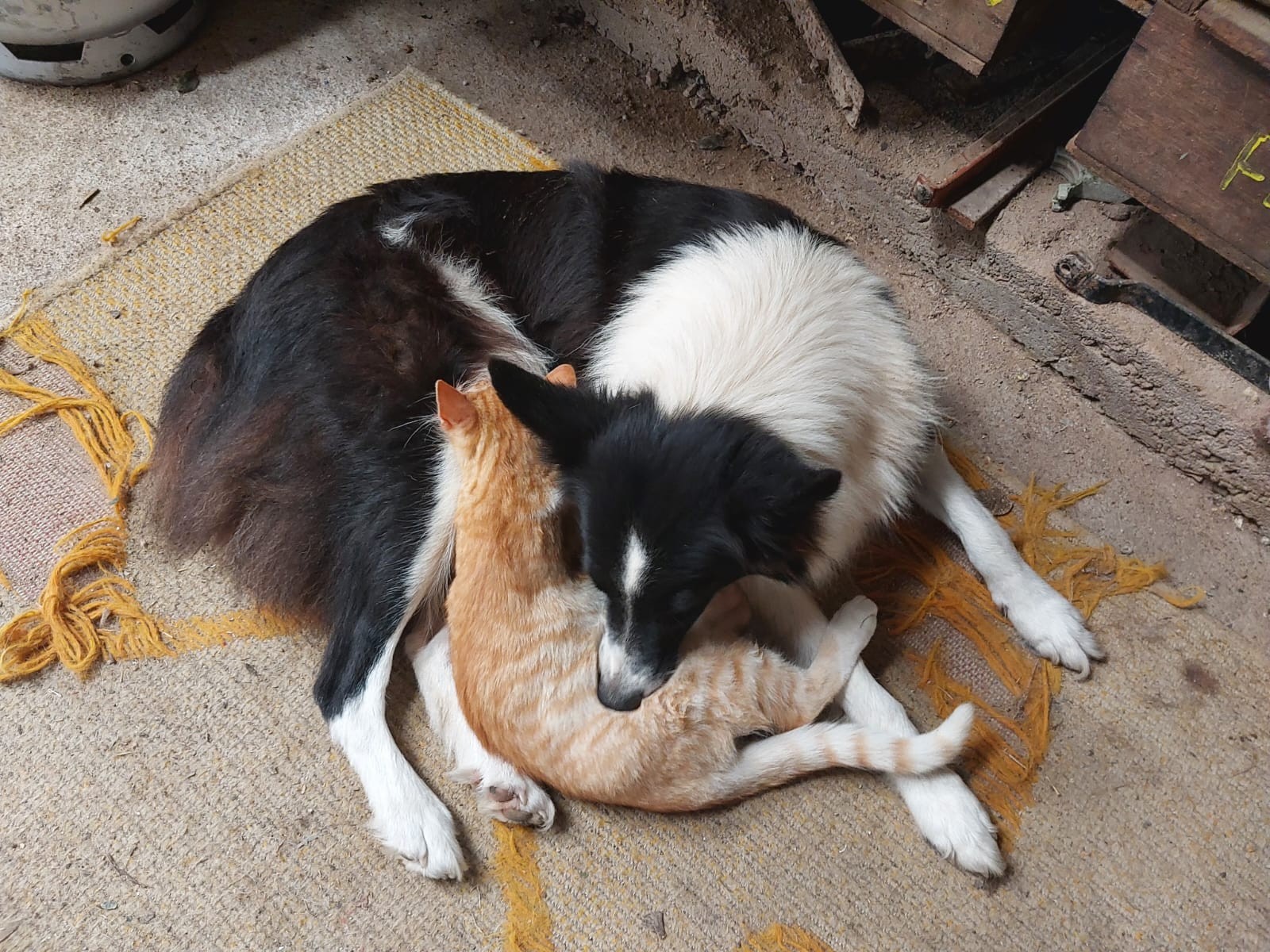 Cadela que nunca teve filhotes adota e amamenta gatinho órfão no RS; 'lição de vida', diz tutor; veja vídeo
