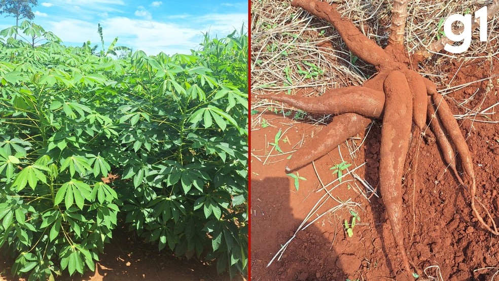 Da mandioca descartada, uma nova alternativa para o gado. 🌱🐂 — Foto: g1 MT