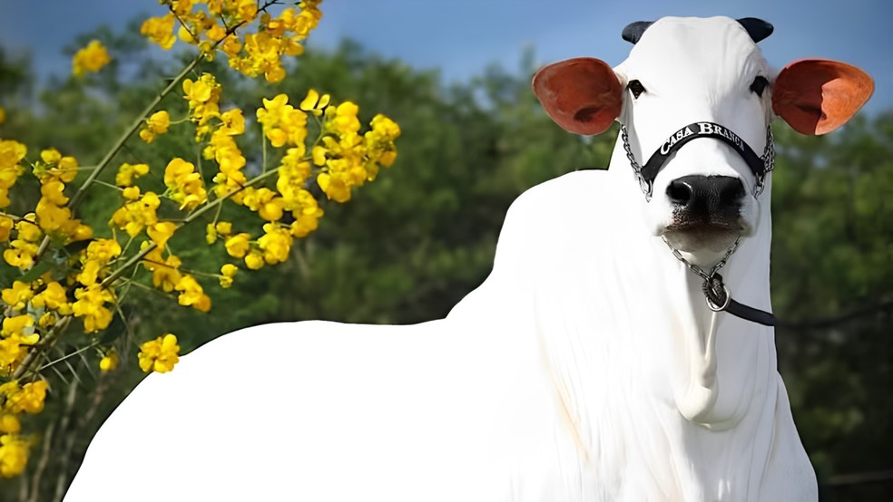Carina FIV do Kado se tornou a vaca mais cara do mundo em 2024 ao atingir uma valorização recorde de R$ 24 milhões no Leilão Cataratas Collection, em Foz do Iguaçu (PR) — Foto: Casa Branca Agropastoril