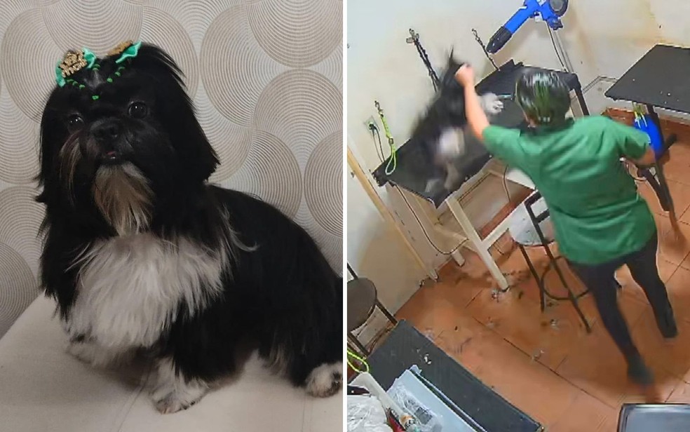 A cadela Luma morreu após ser agredida em um pet shop de Goiânia — Foto: Arquivo Pessoal/Josineuma Dantas