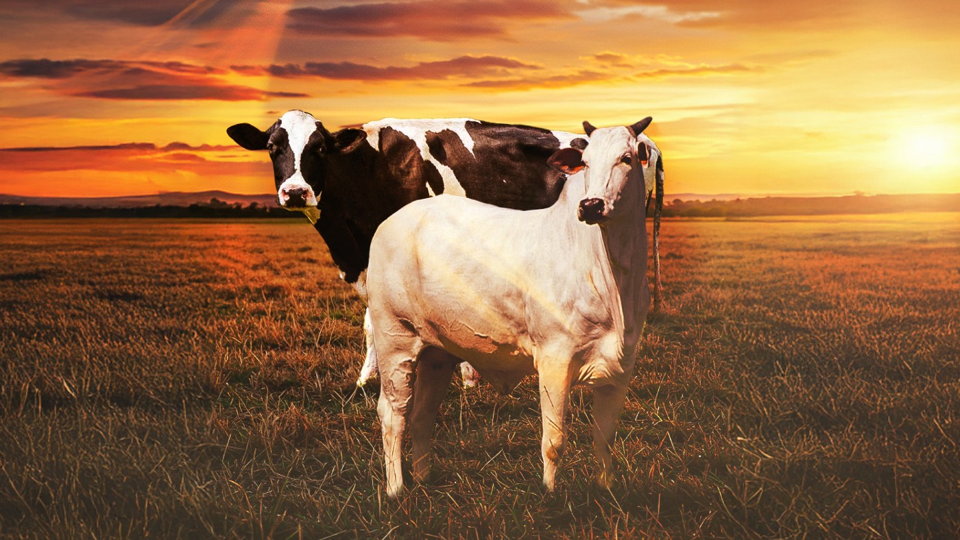 2º Seminário de Corte e Leite traz grandes nomes da agropecuária ao City Farm FAG