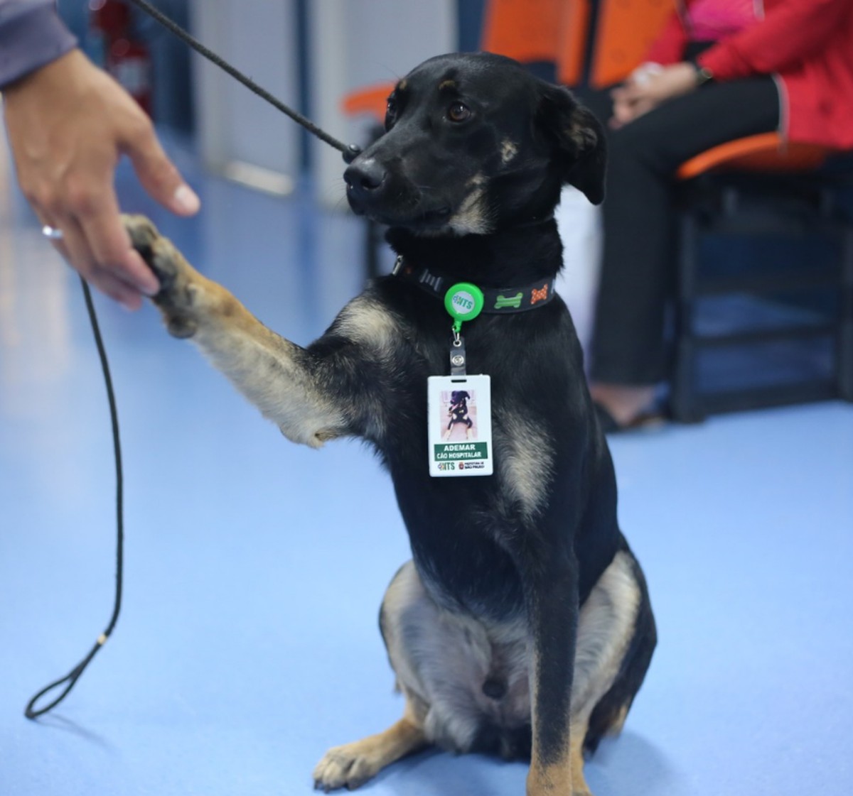 Vira-lata é adotado por funcionários de hospital e se torna 1º 'cão hospitalar' da rede municipal de saúde em SP