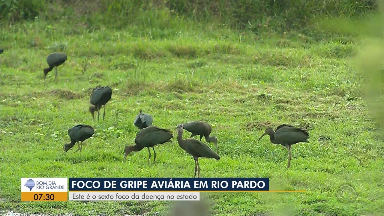Primeiro caso de gripe aviária em granja comercial do Brasil é detectado no RS, diz Ministério da Agricultura