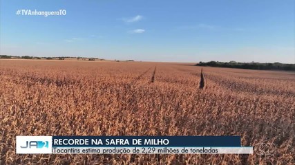 Safra de milho no Tocantins deve bater recorde e alcançar 2,29 milhões de toneladas