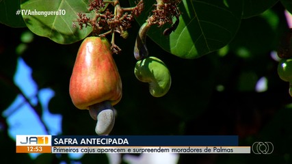 Caju tem safra antecipada; saiba mais