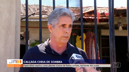 Especialista explica como plantar árvores de forma correta na frente de casas