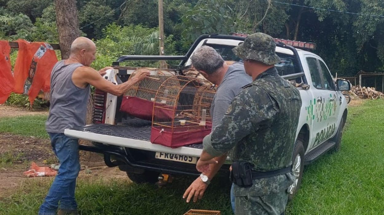 De papagaio a tico-tico: Polícia aplica R$ 7,5 mil em multas para moradores e apreende 15 aves