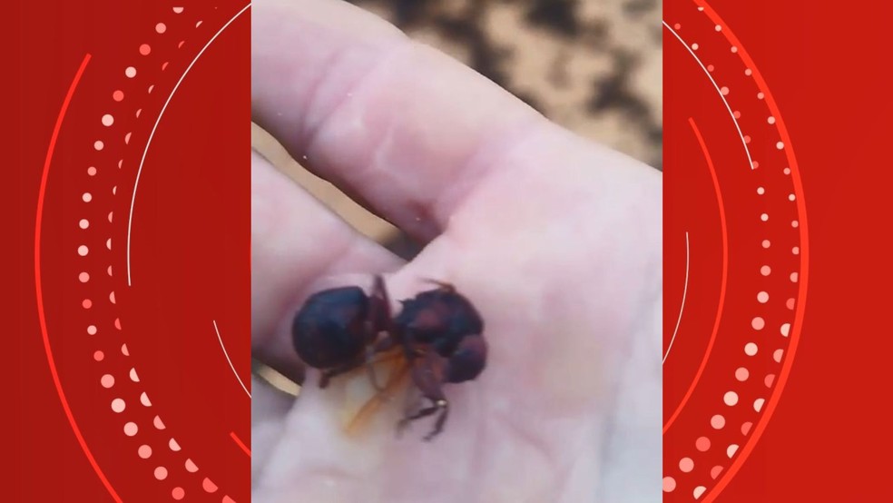 Milhares de formigas tanajuras aparecem mortas na praia de Barra do Sahy em Aracruz, Espírito Santo — Foto: Reprodução/Redes sociais