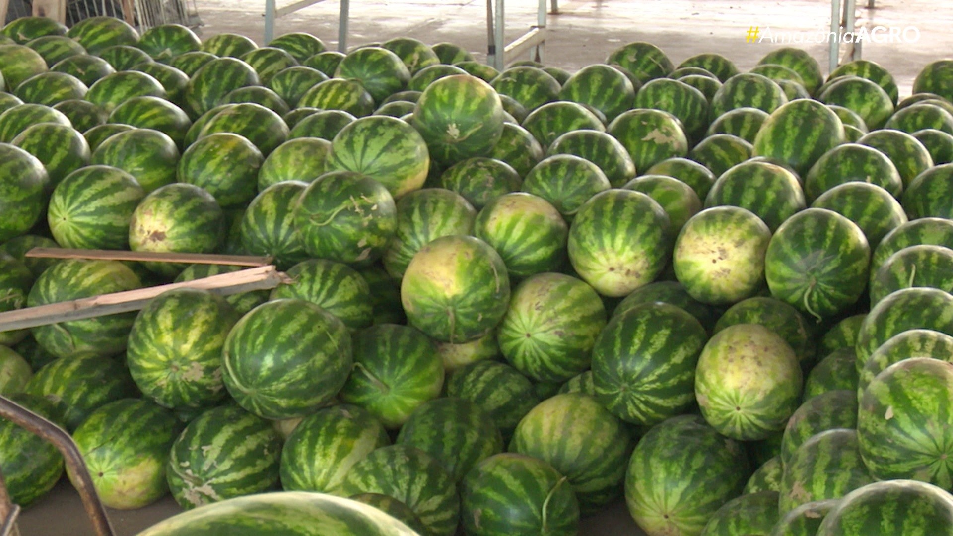 Amazônia Agro deste domingo, 11 de maio de 2025