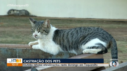 Mutirão promove castração de cães e gatos na região sul de Palmas