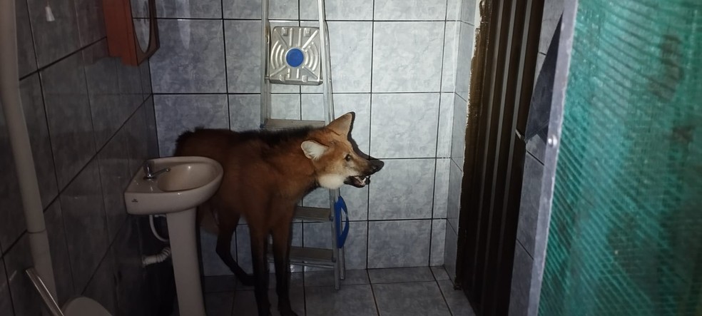 Lobo-guará macho e adulto invadiu o banheiro de uma casa em Naviraí — Foto: PMA/Divulgação