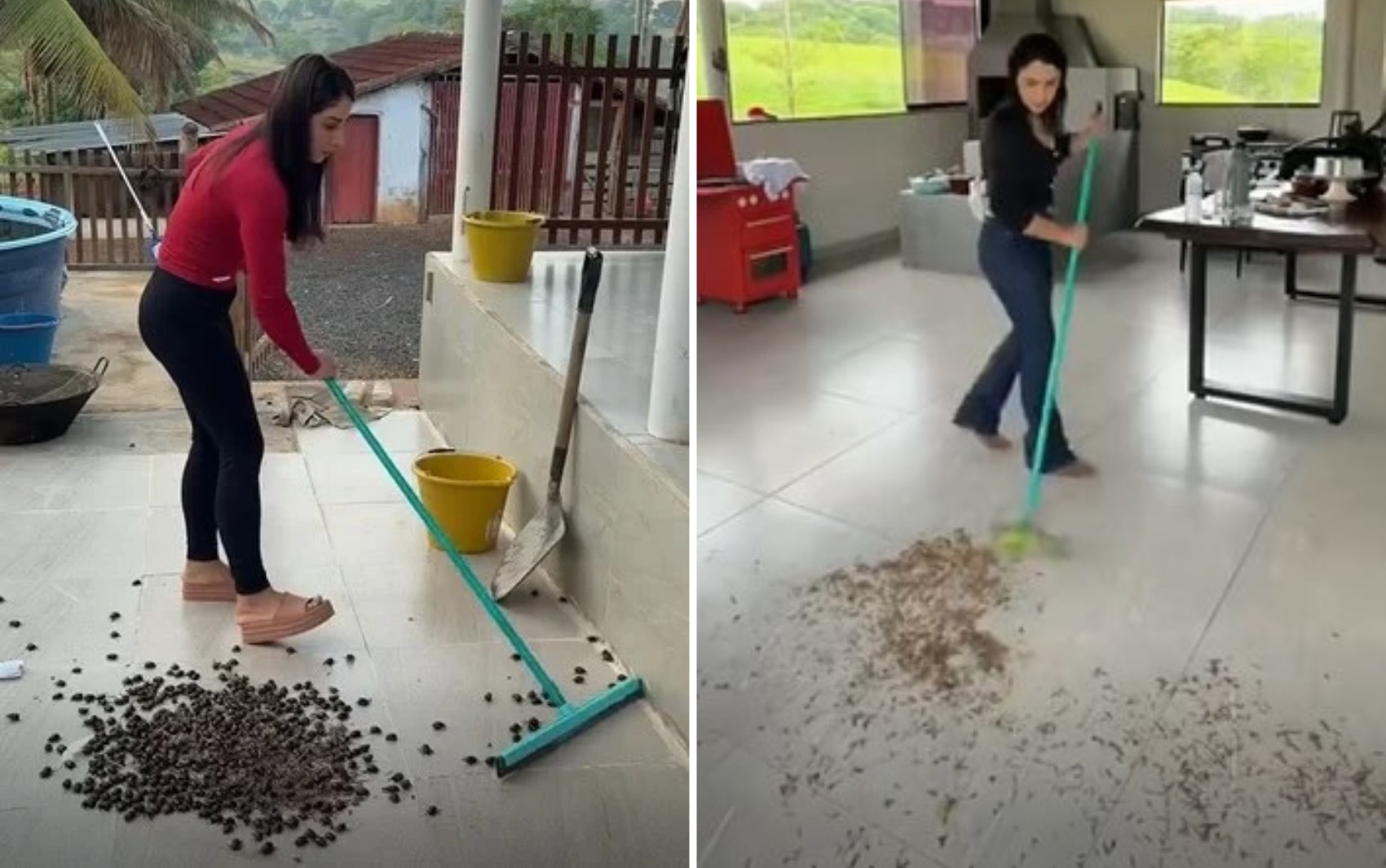 Goiana que mora na roça viraliza ao mostrar vídeo de casa tomada por insetos: ‘Um dia é besouro, outro é aleluia’