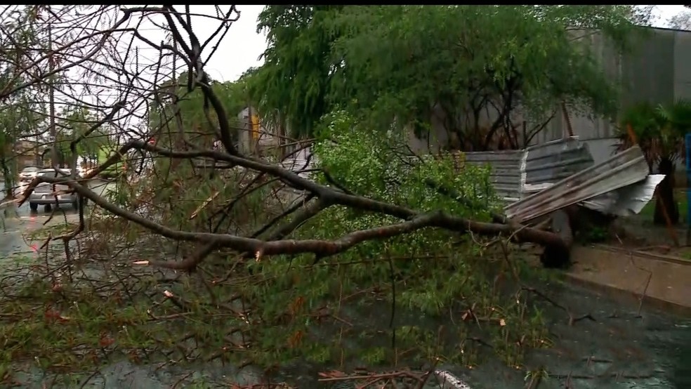 Árvore de grande porte cai em avenida após chuva na Zona Norte de Teresina — Foto: Foto: Reprodução/TV Clube